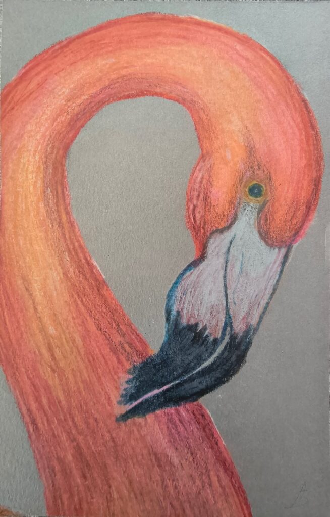 Flamingo